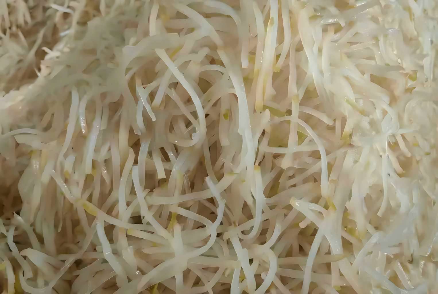 芥菜絲(半成品)